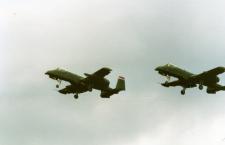 Warthogs